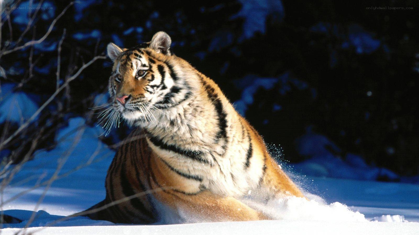 Tiger in the snow