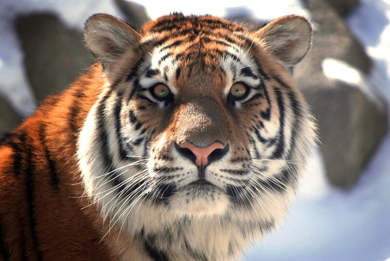 tiger in the snow