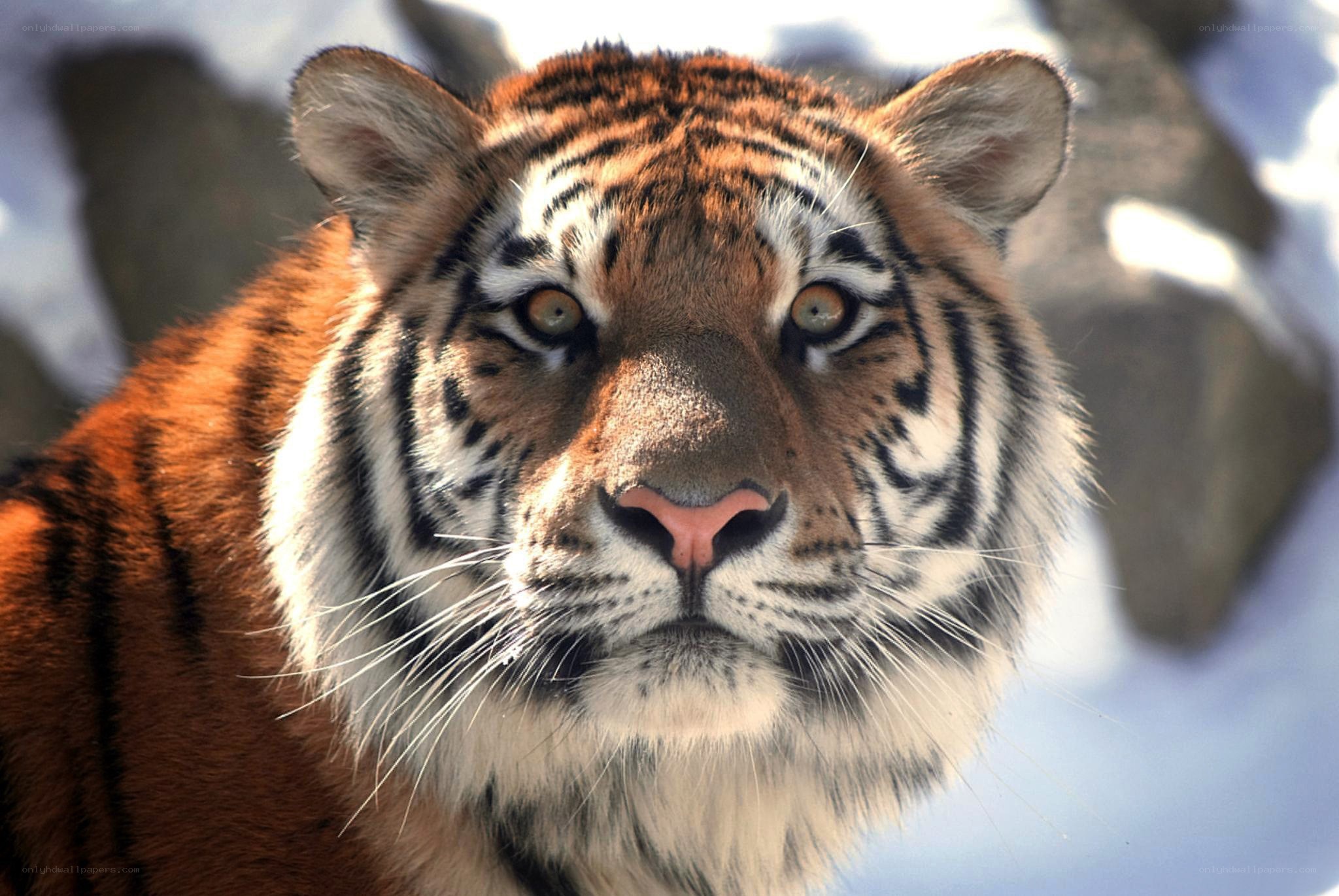 tiger in the snow
