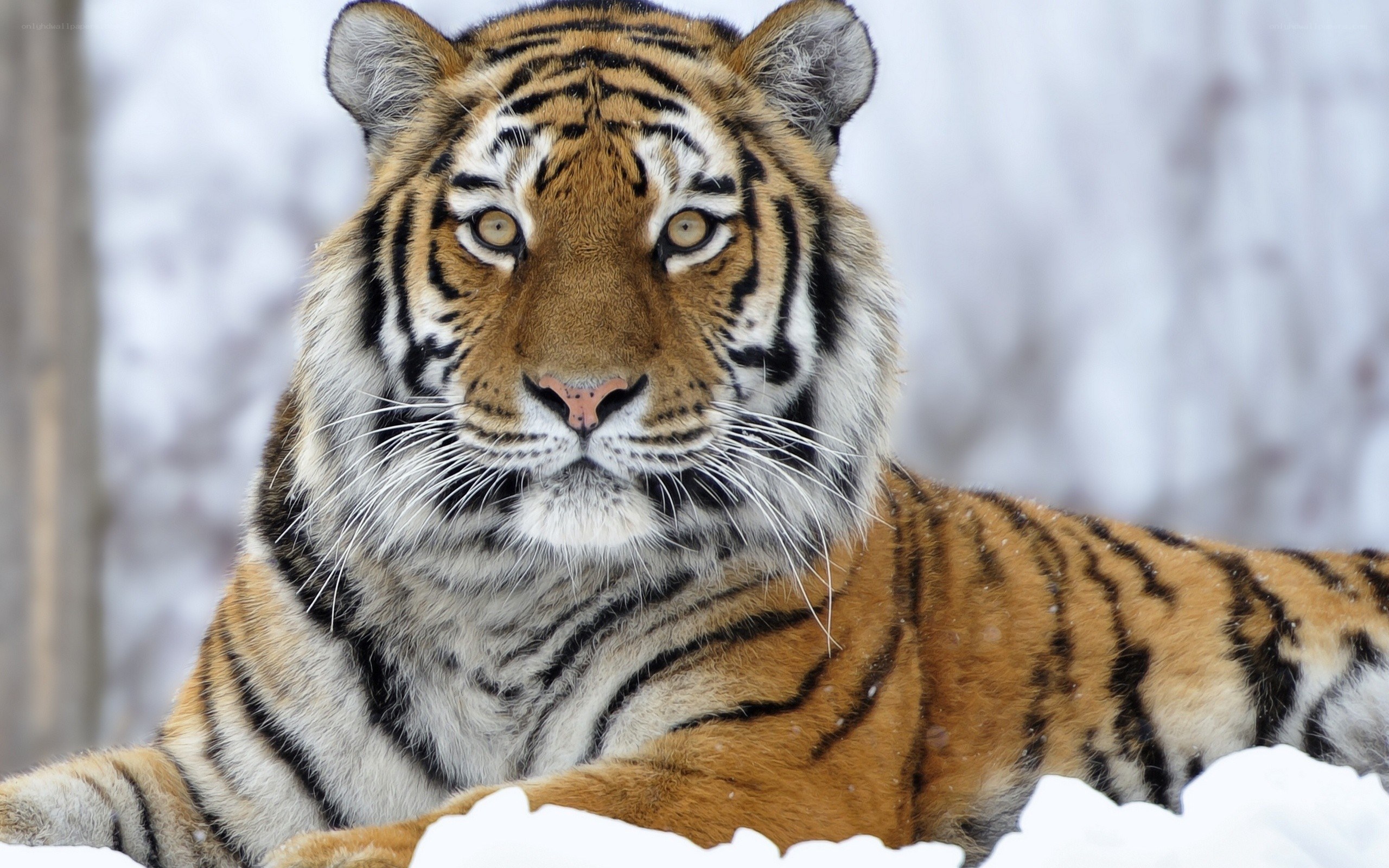 Tiger in the snow