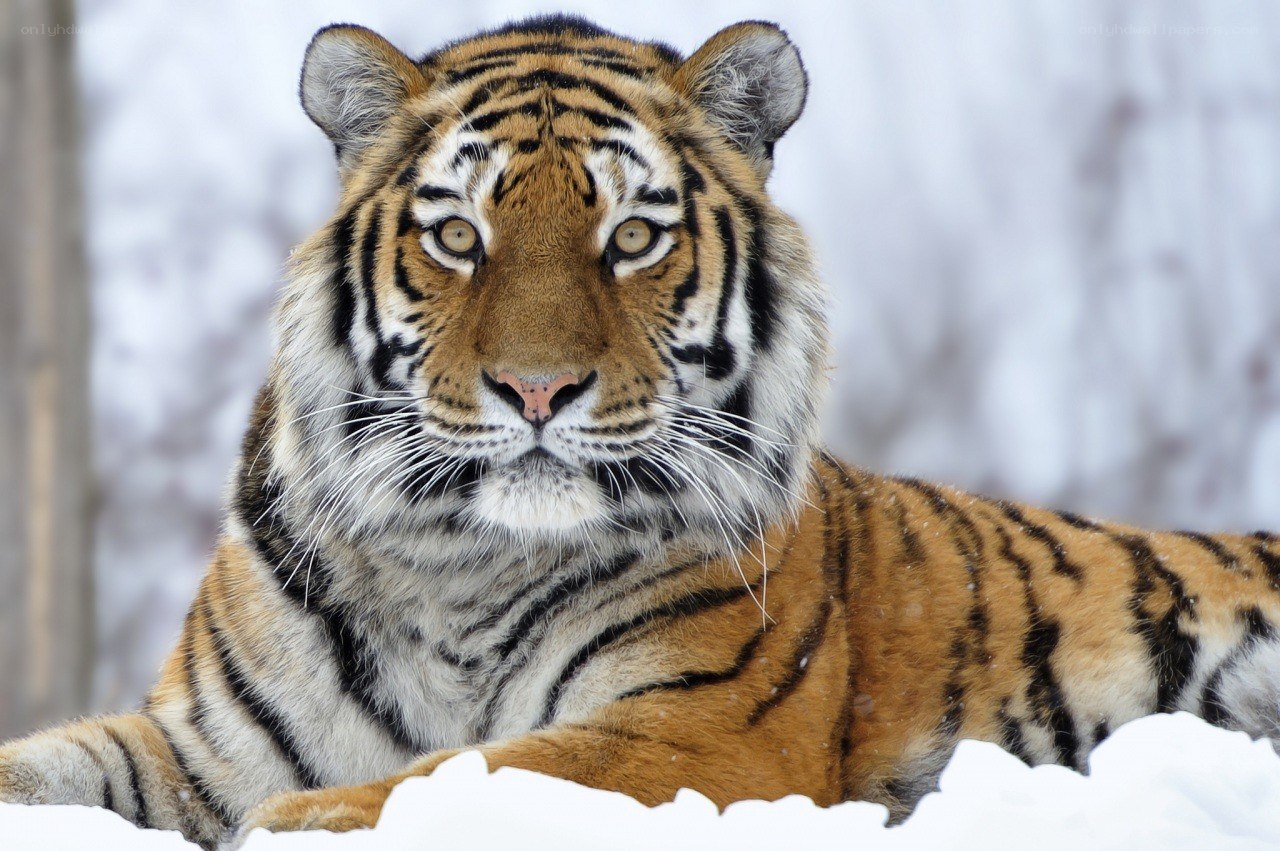tiger in the snow