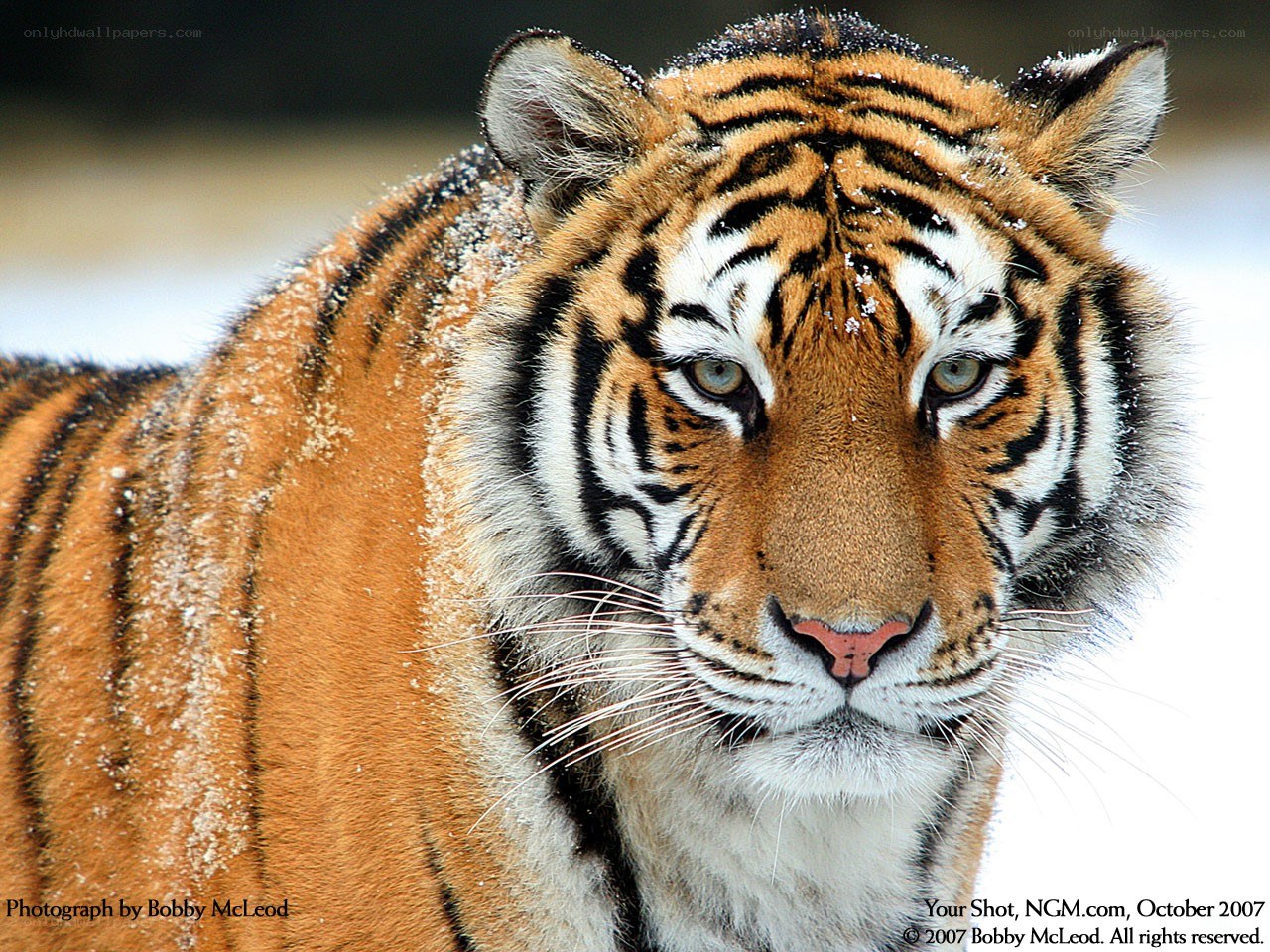 Tiger in the snow