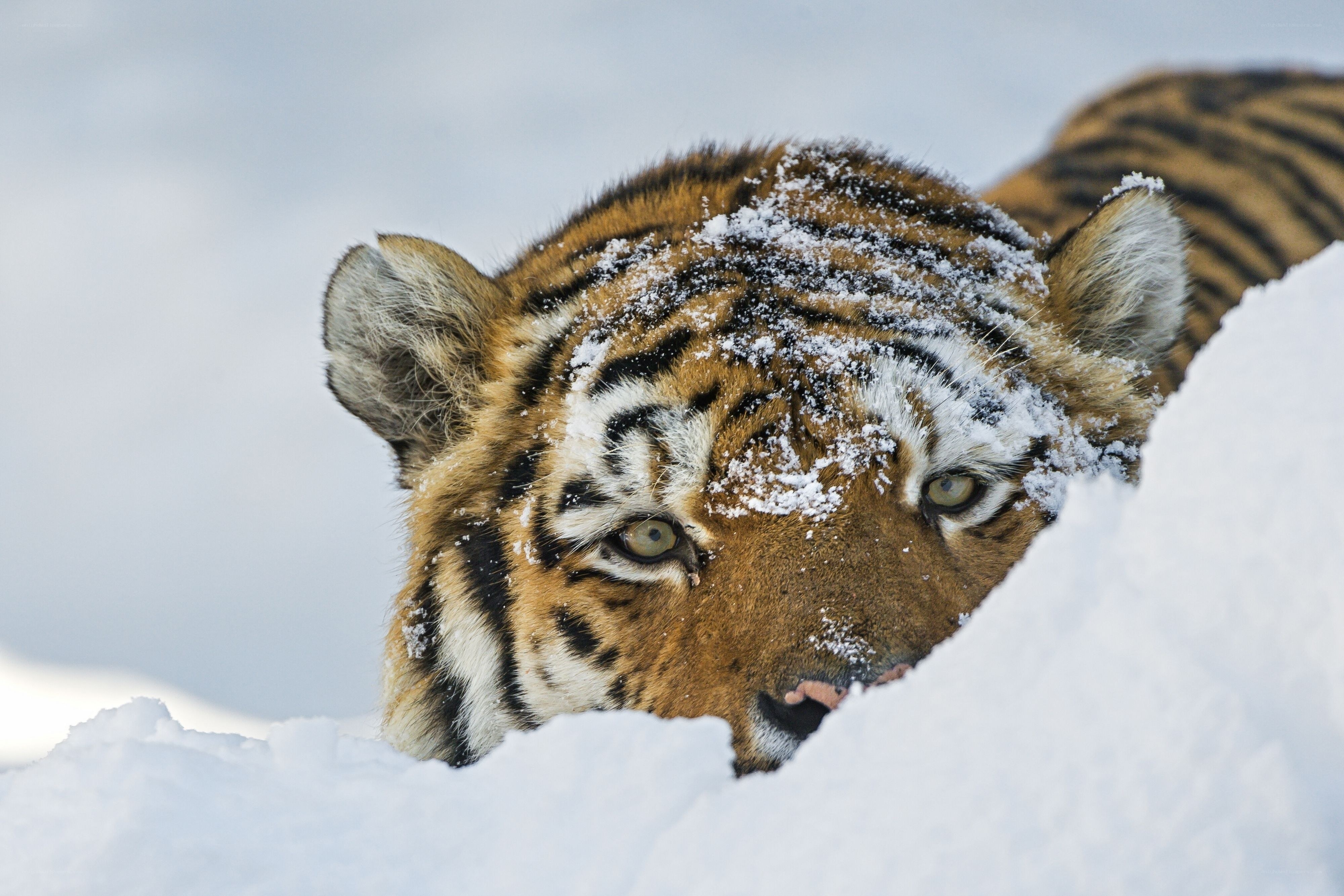 tiger in the snow