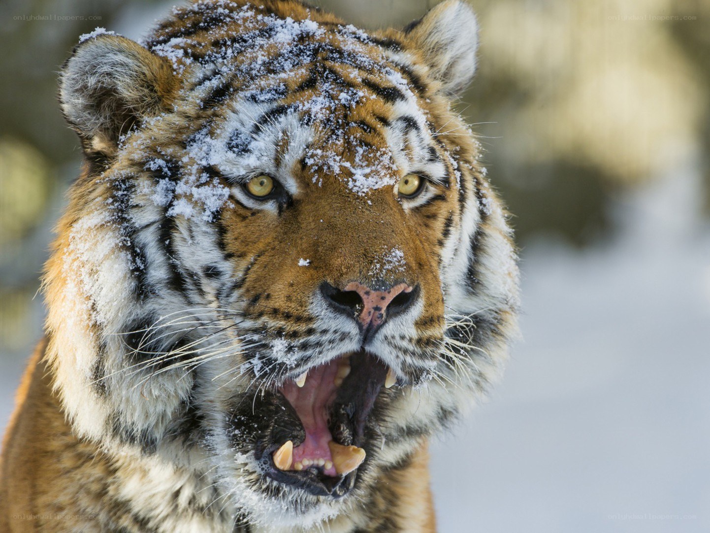 tiger in the snow