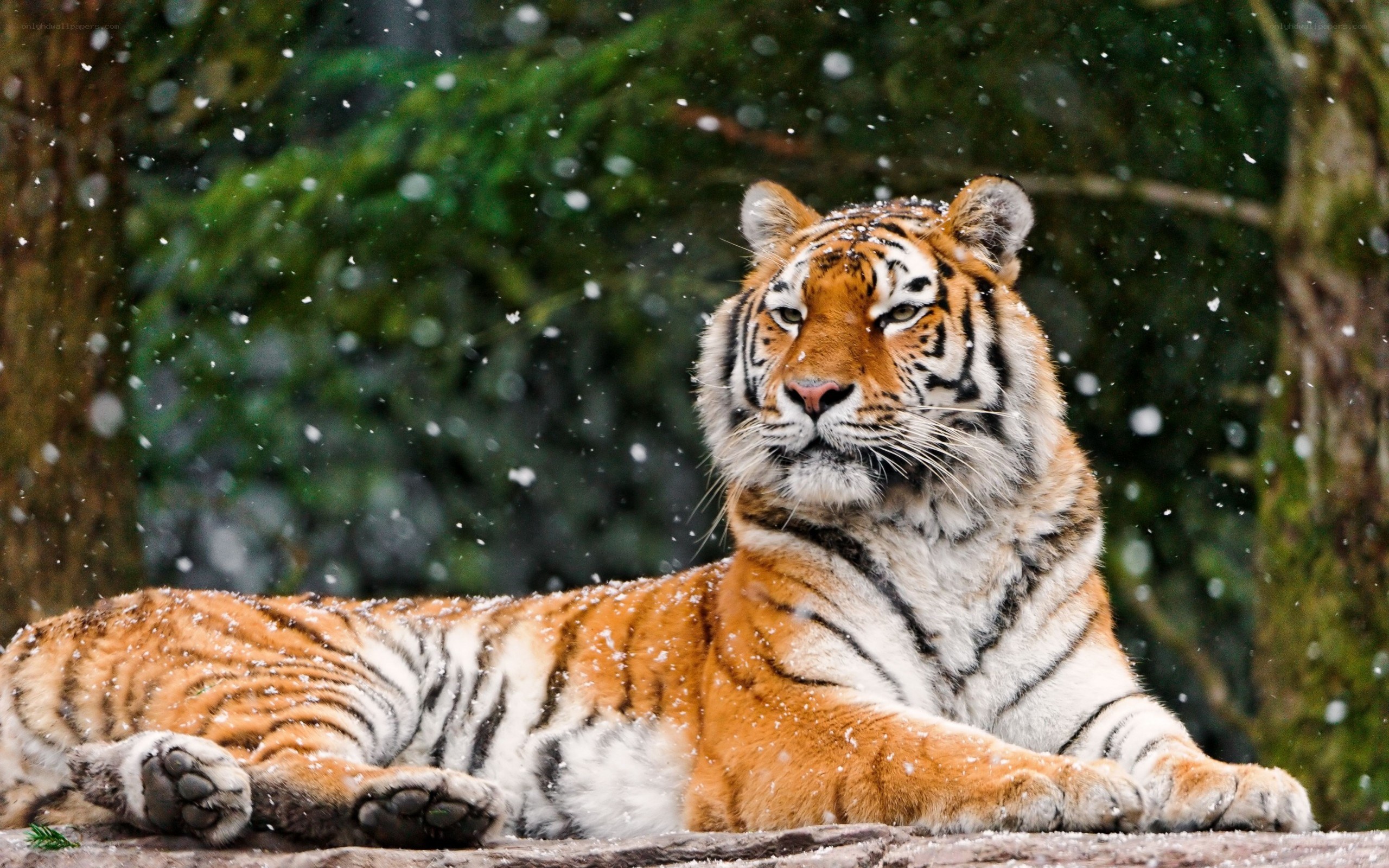 tiger in the snow