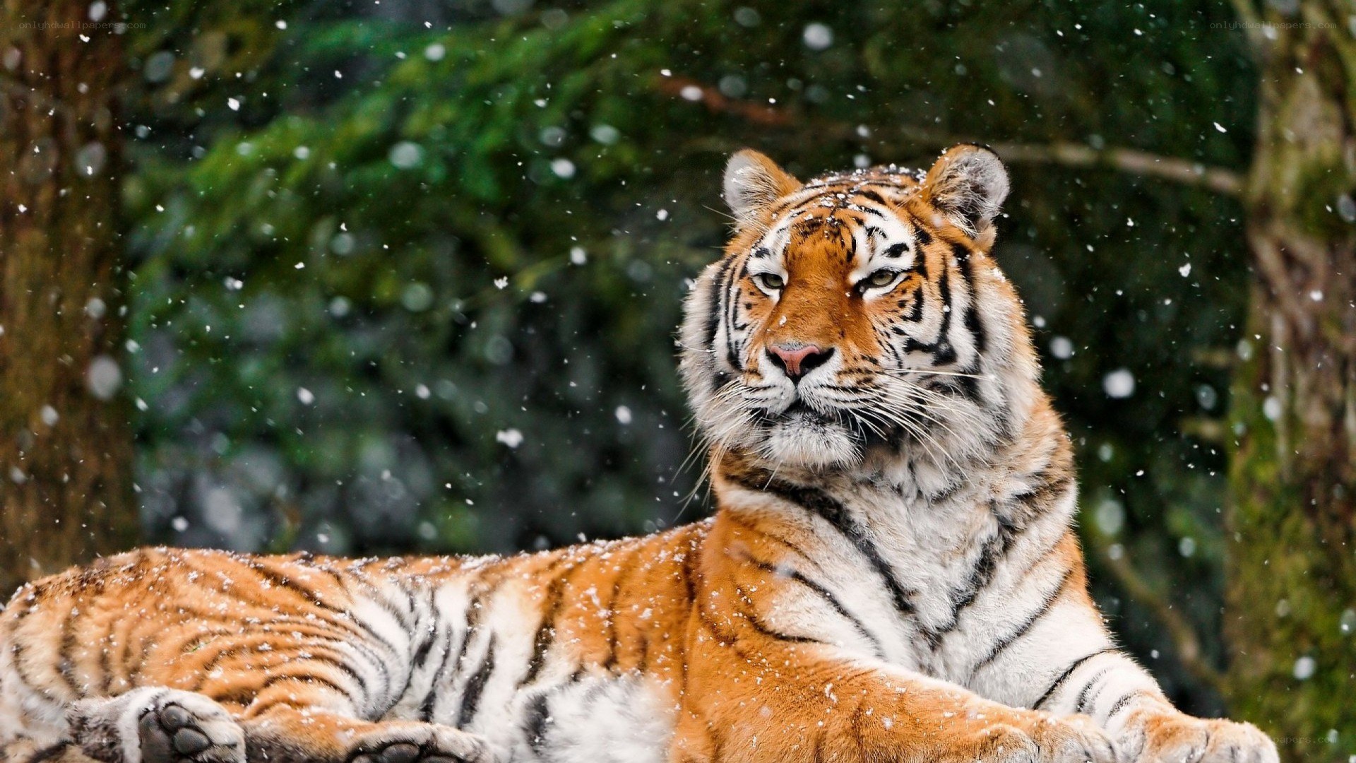 Tiger in the snow