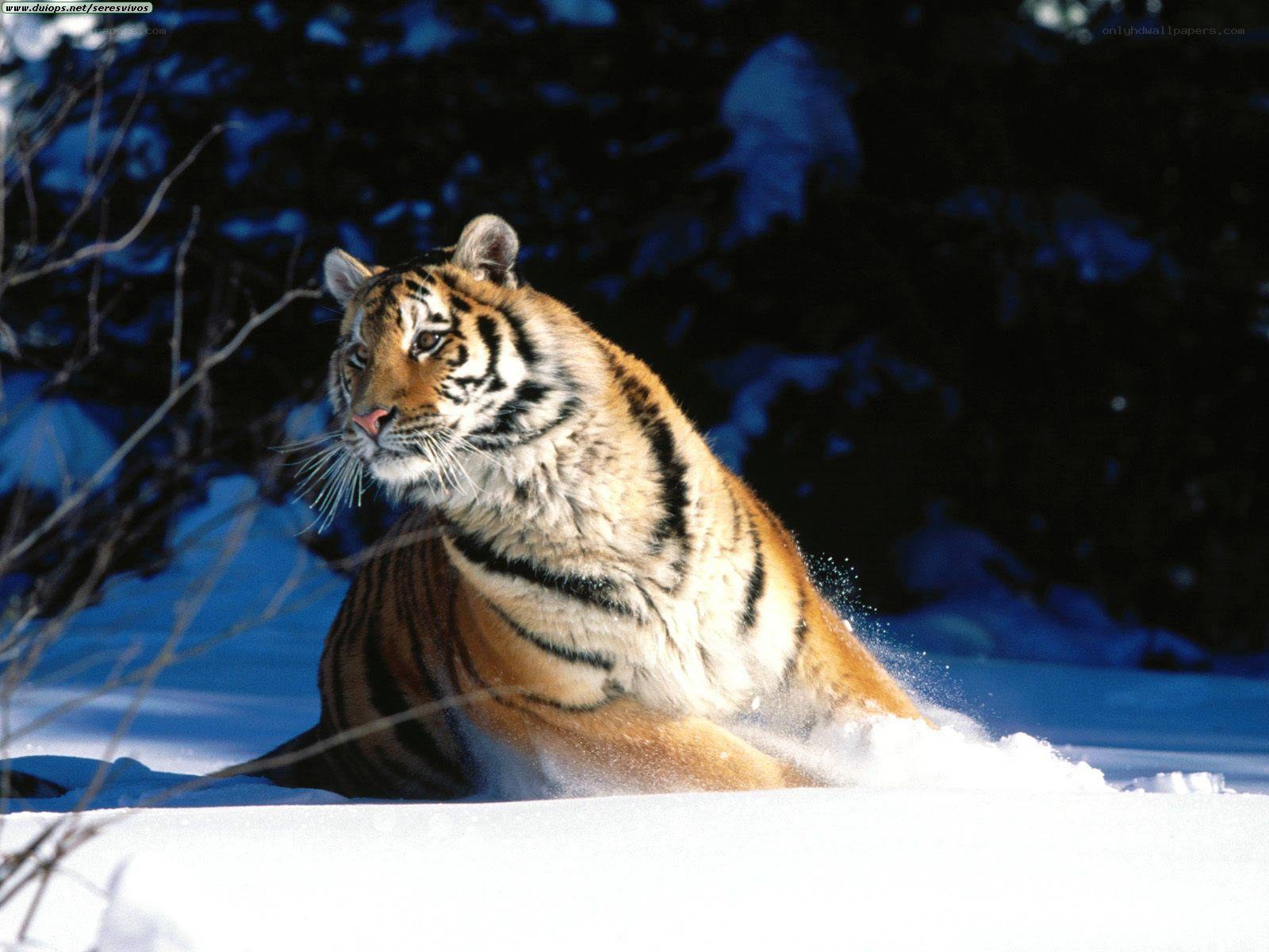 Tiger in the snow