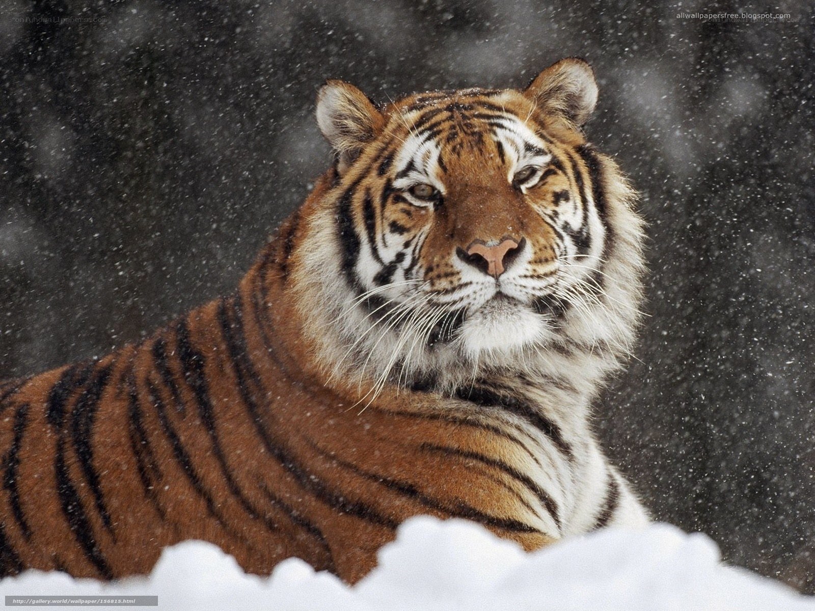 tiger in the snow
