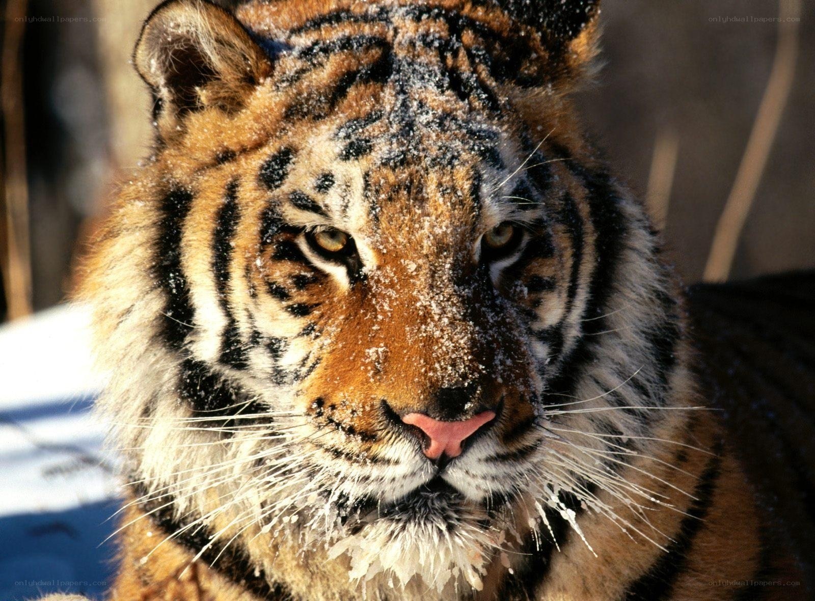 tiger in the snow