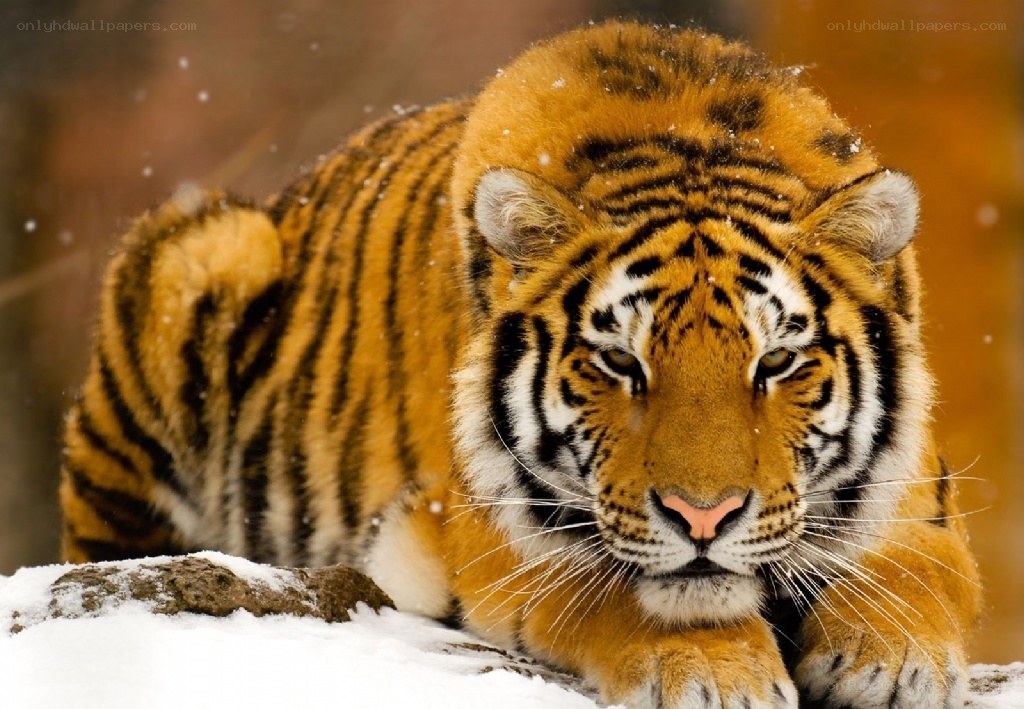 Tiger in the snow