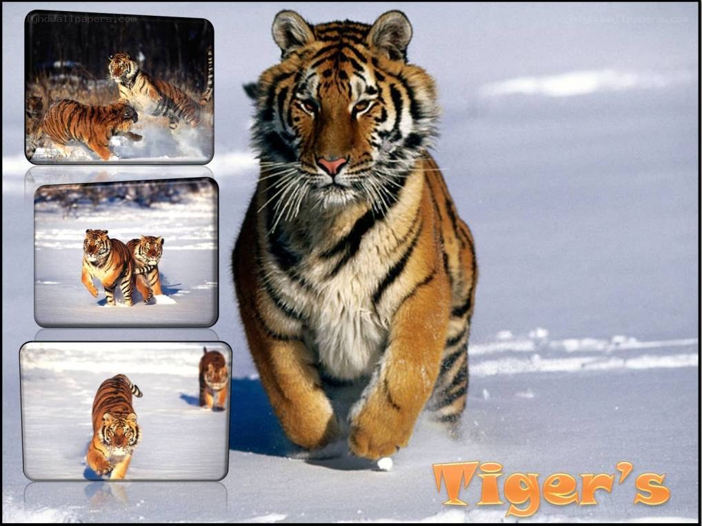 Tiger in the snow