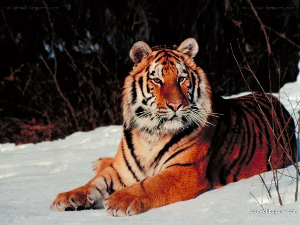 tiger in the snow
