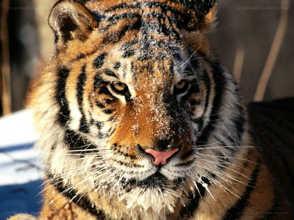tiger in the snow