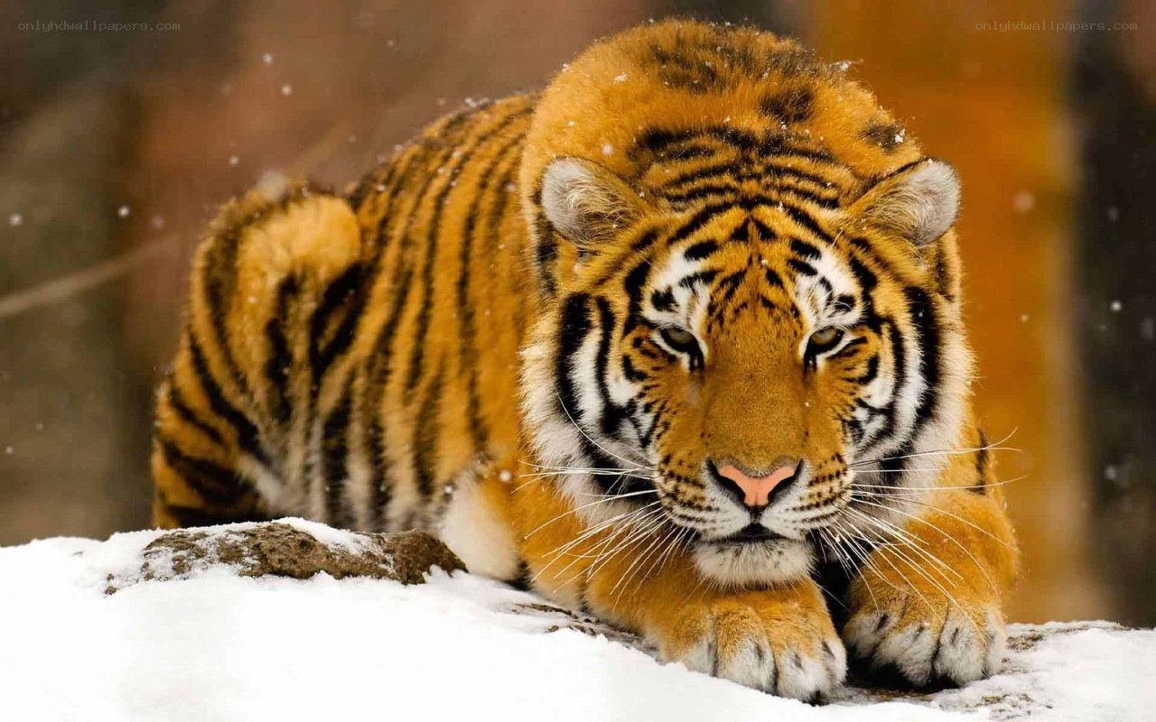 Tiger in the snow