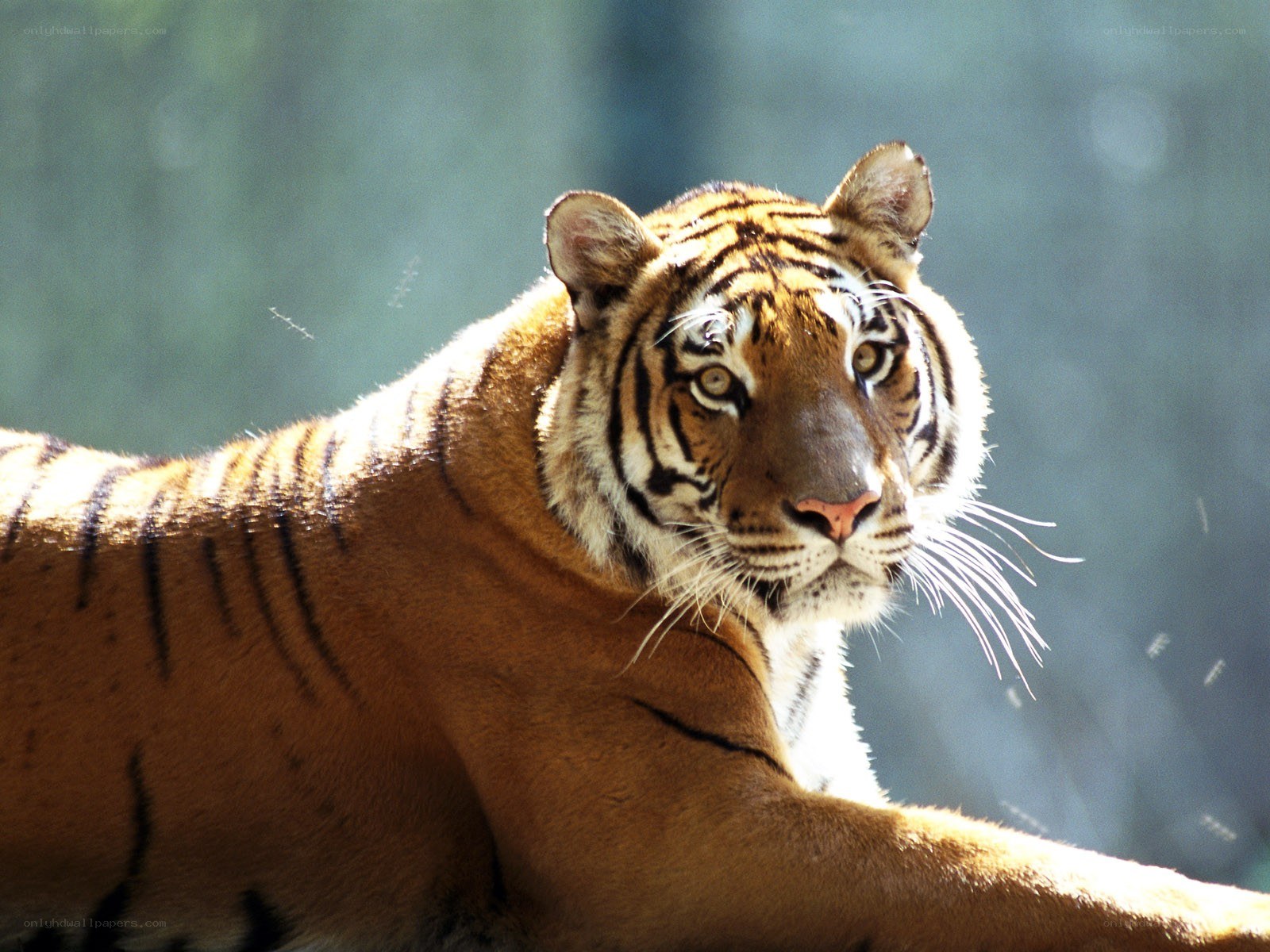 Tiger in the Sunlight