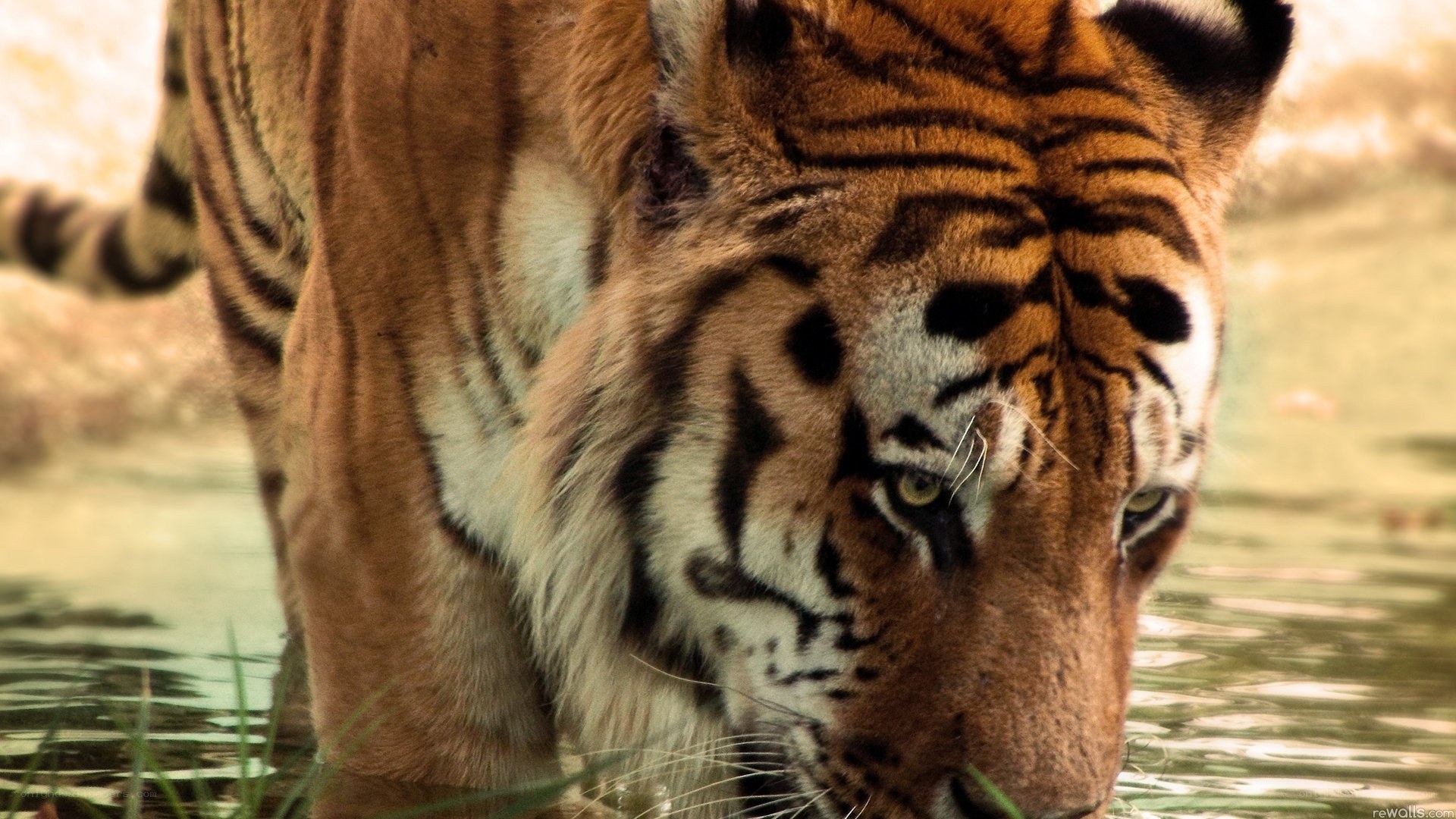 tiger in the water