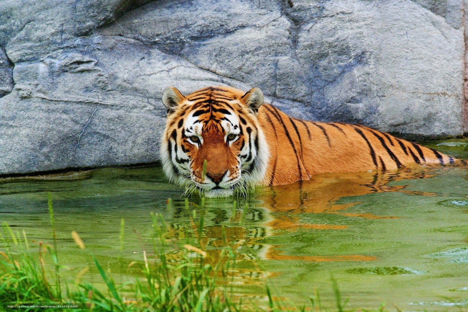 tiger in the water
