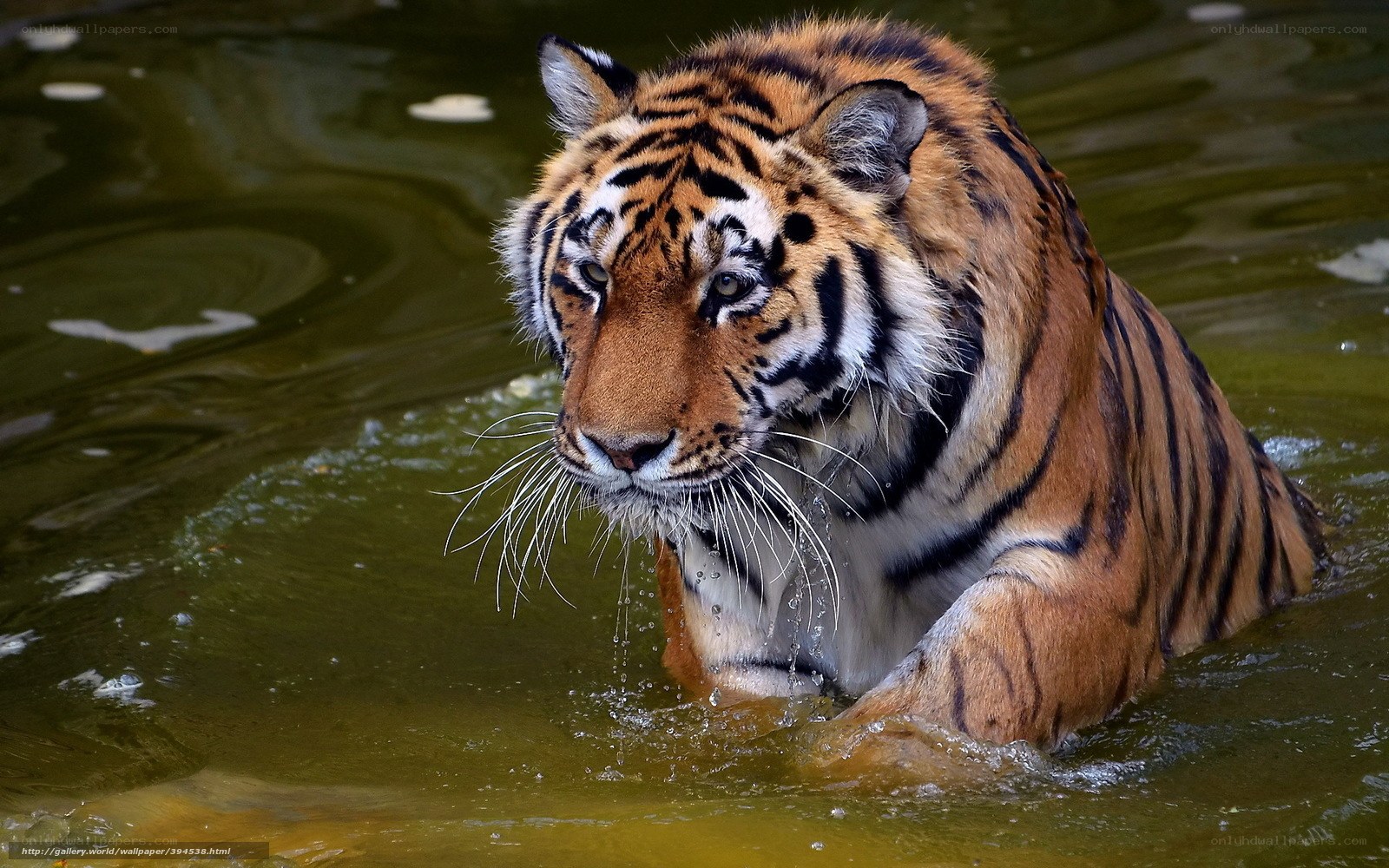 tiger in the water