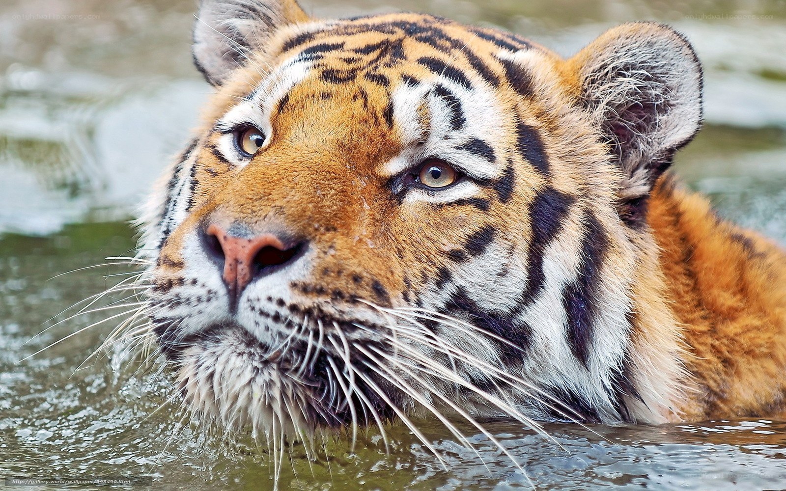 tiger in the water