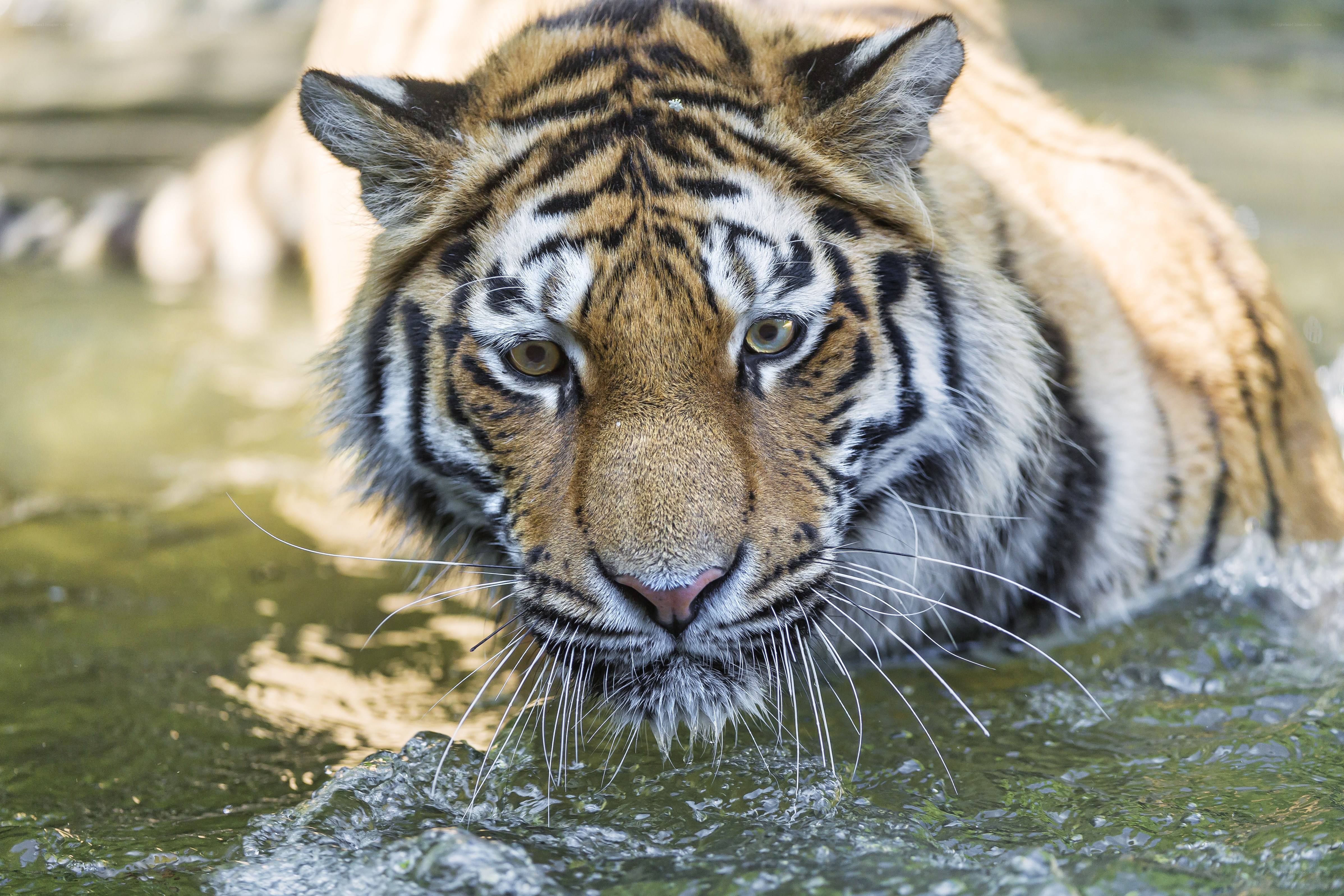 tiger in the water