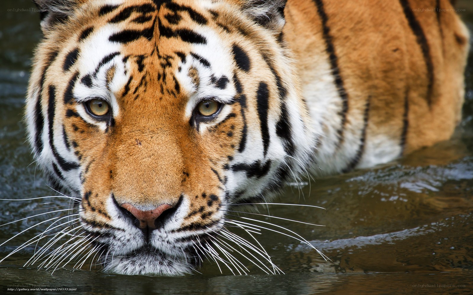 tiger in the water