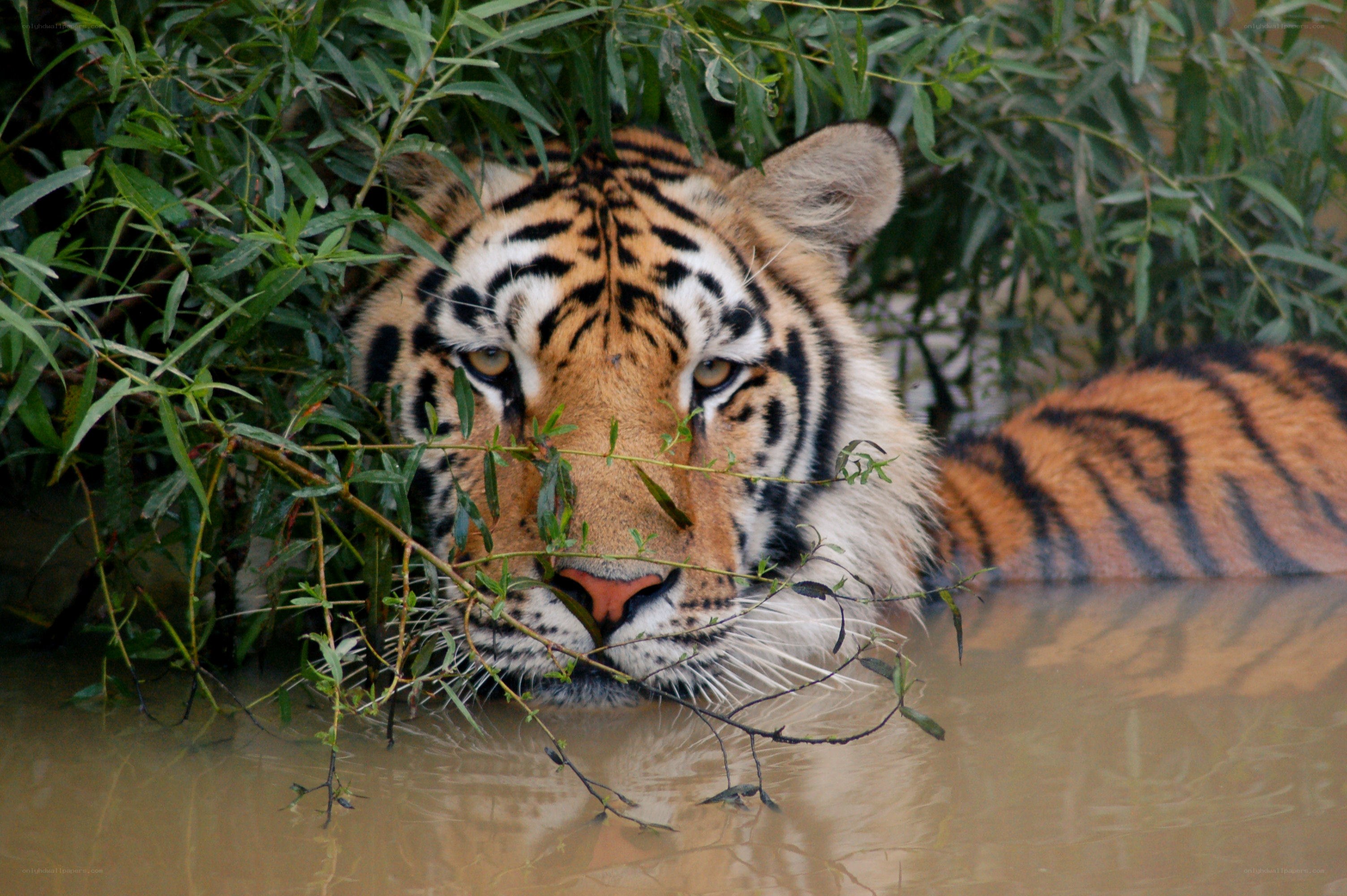 Tiger in the water
