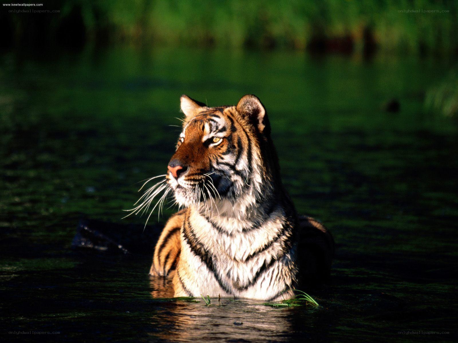 tiger in the water