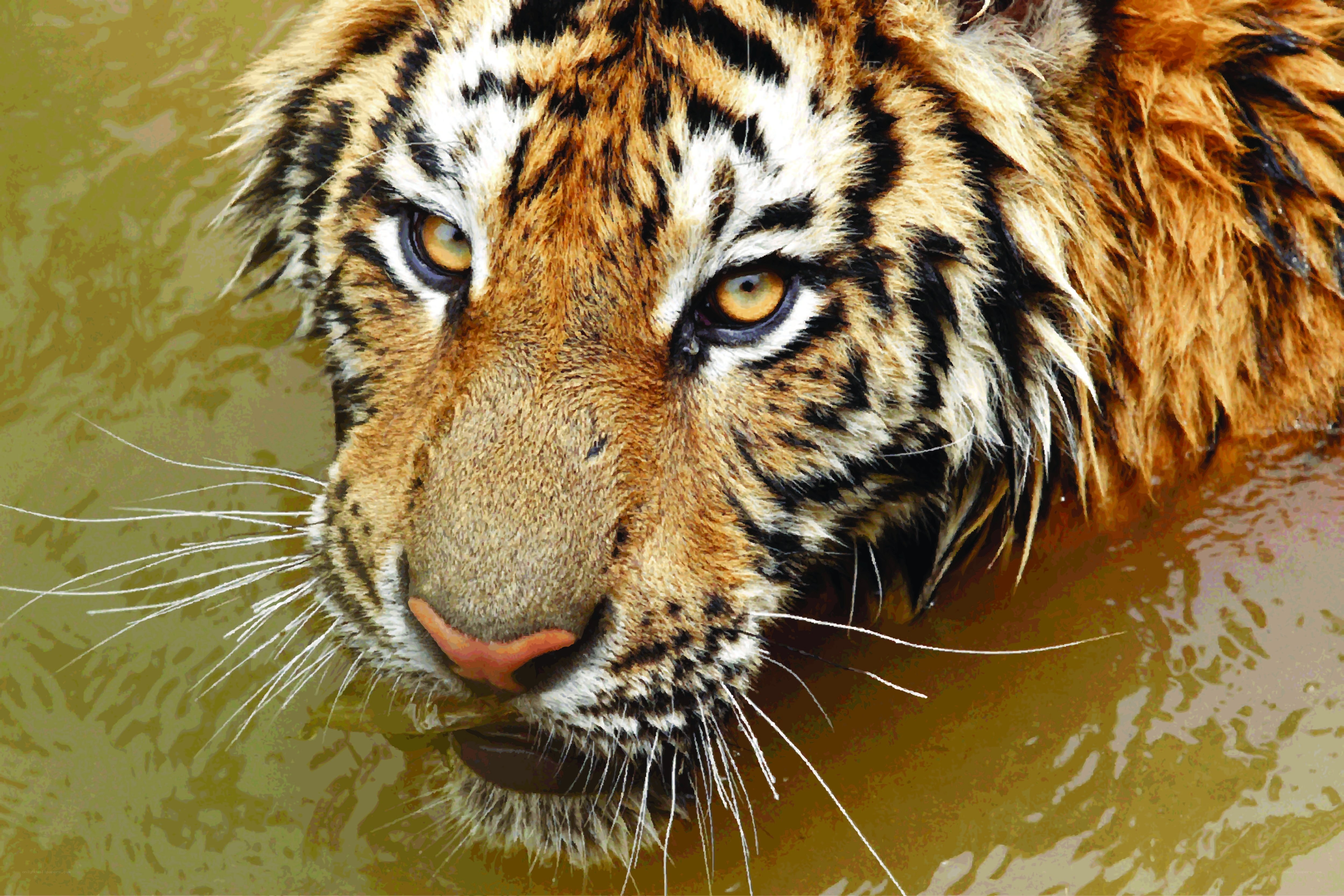 tiger in the water