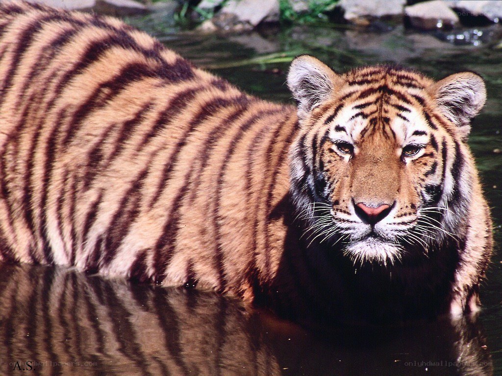 tiger in the water