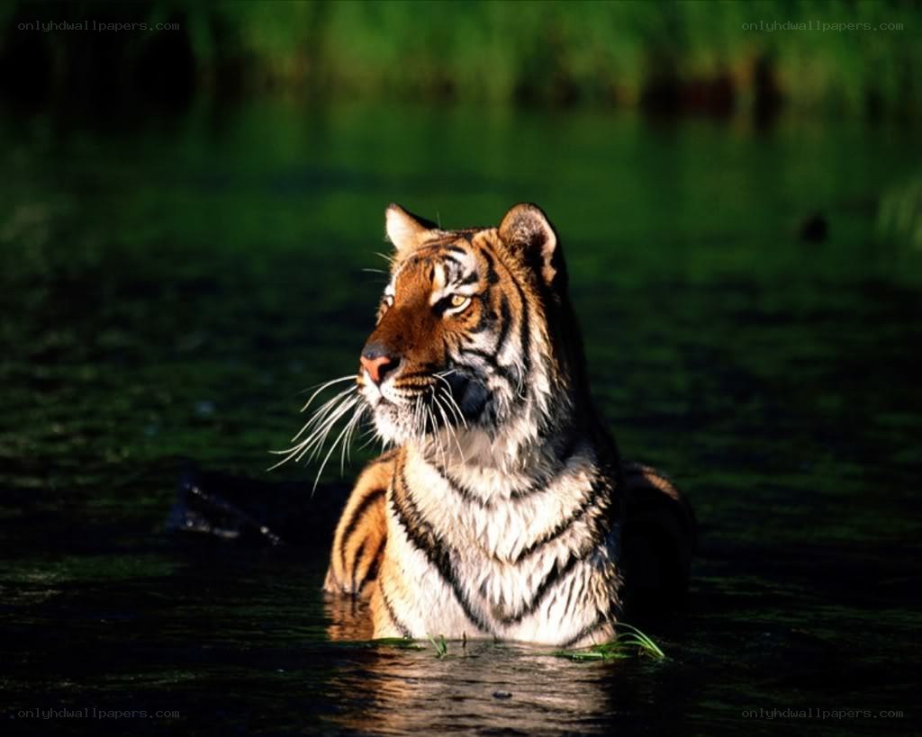 tiger in the water