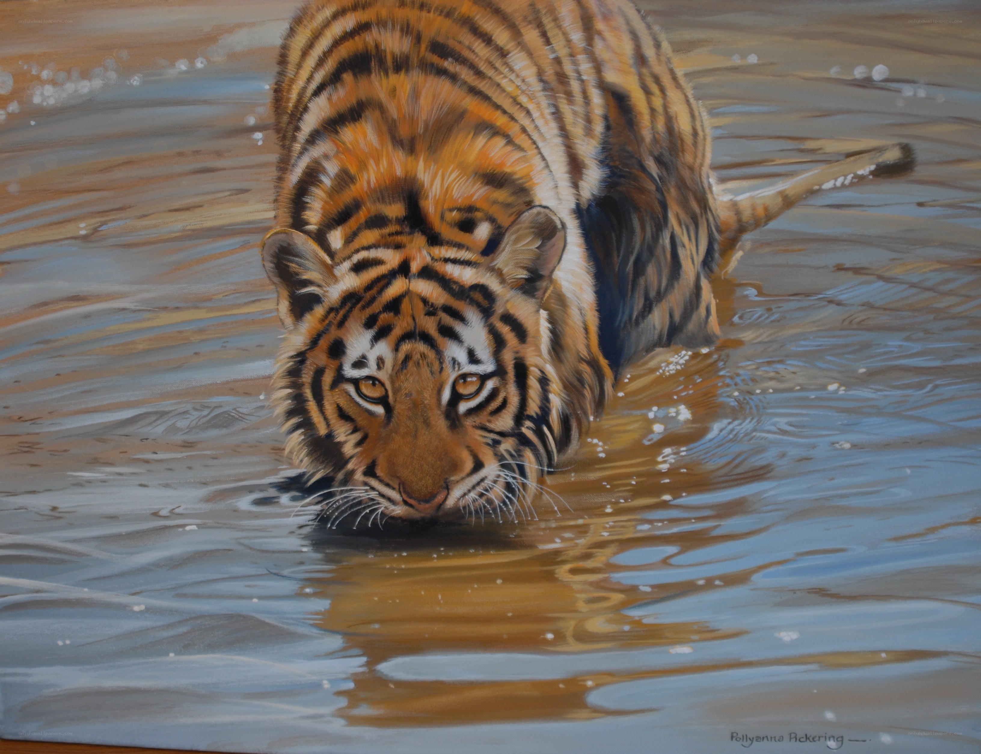 tiger in the water
