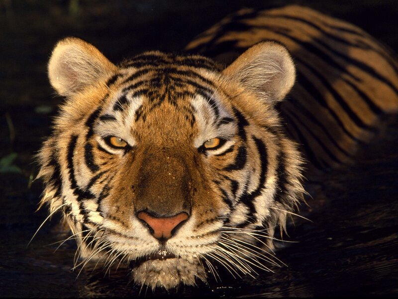tiger in the water