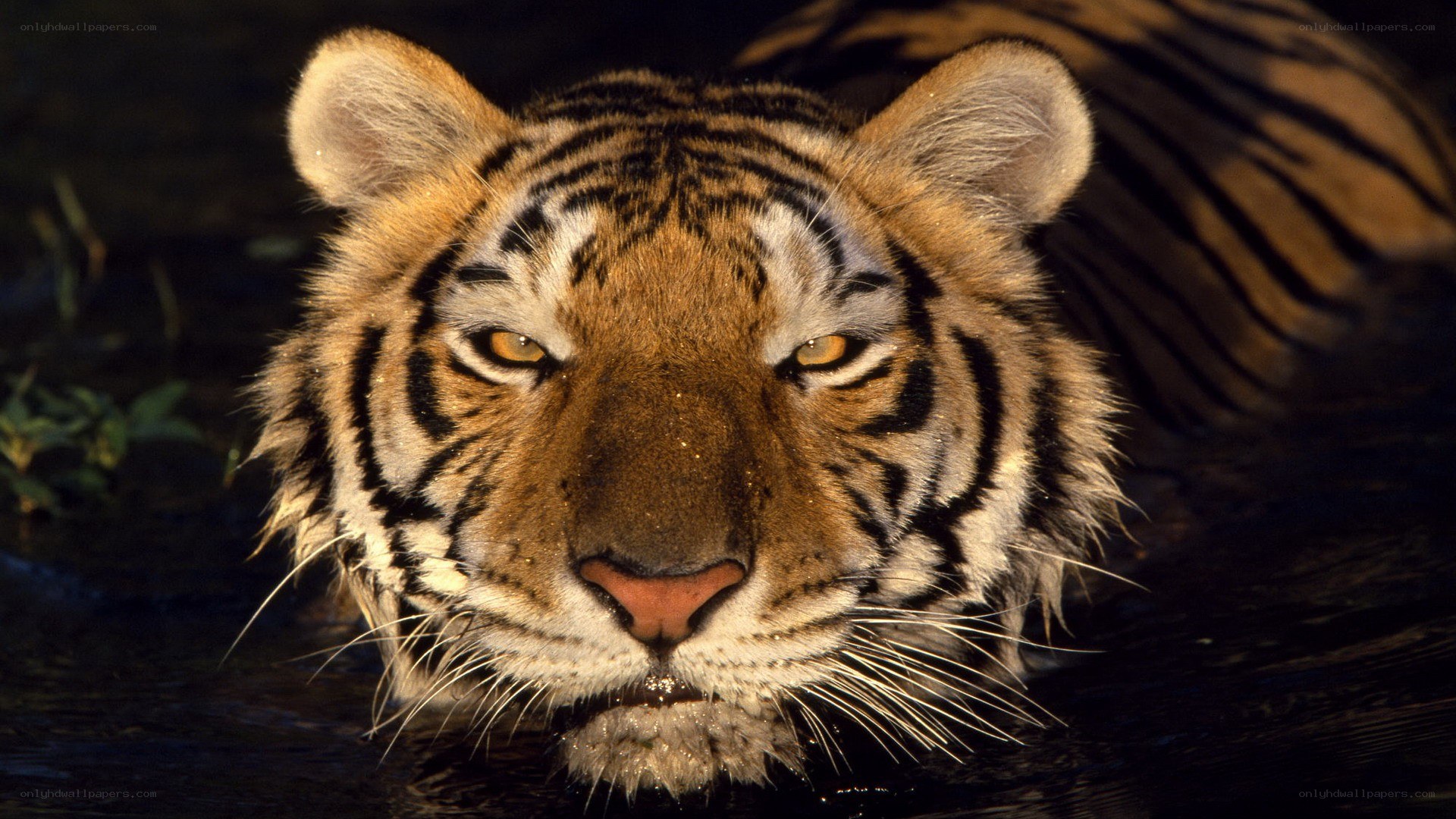 tiger in the water