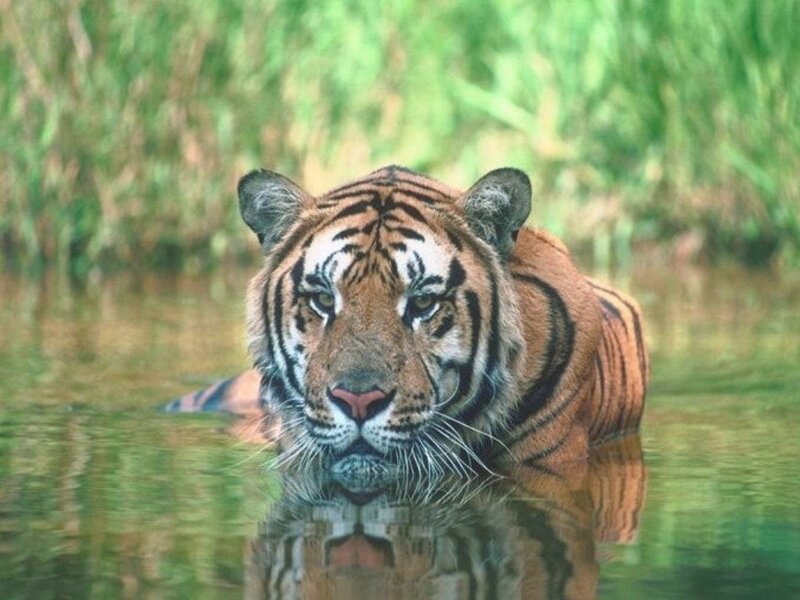 tiger in the water