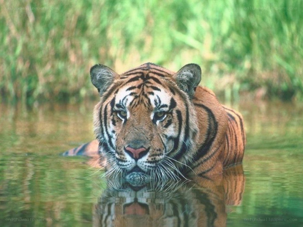 tiger in the water