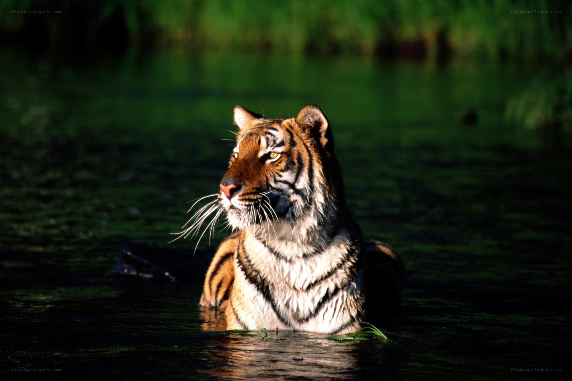 Tiger in the water