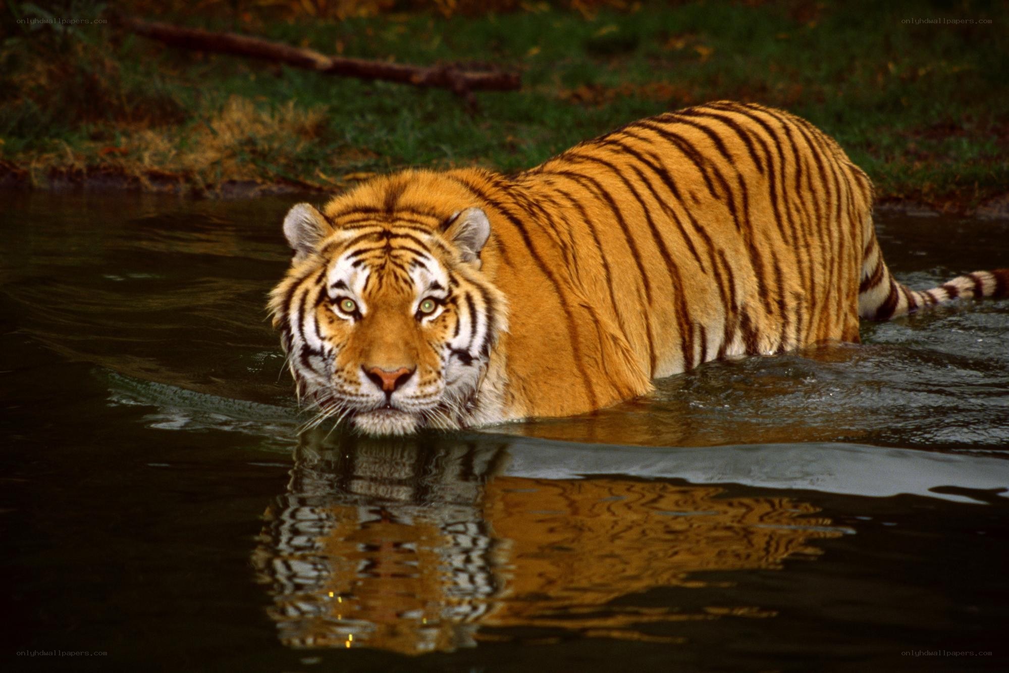 Tiger in the water
