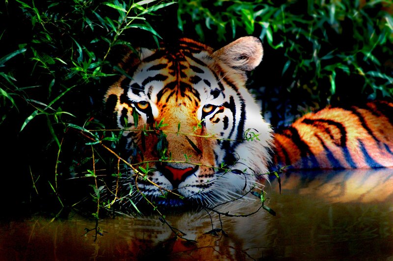 Tiger in the water