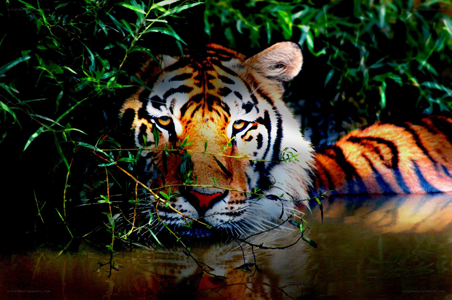 Tiger in the water