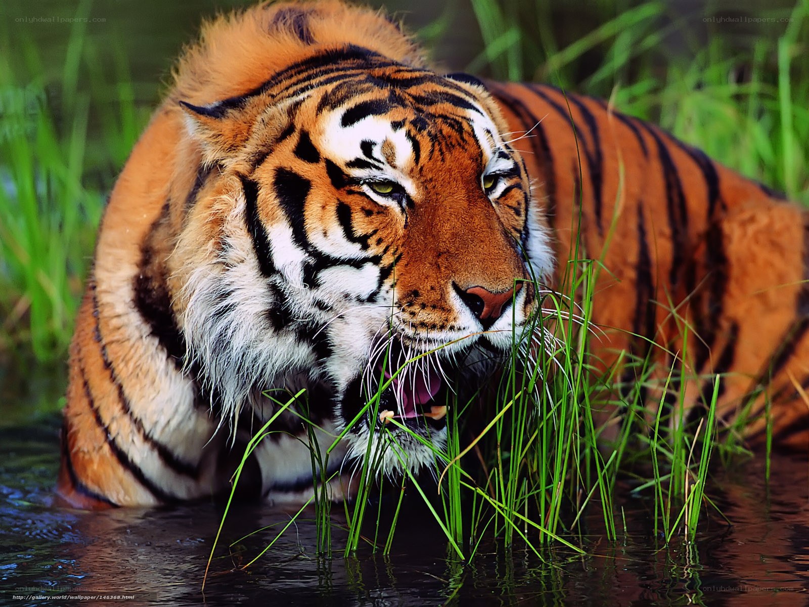 Tiger in the water