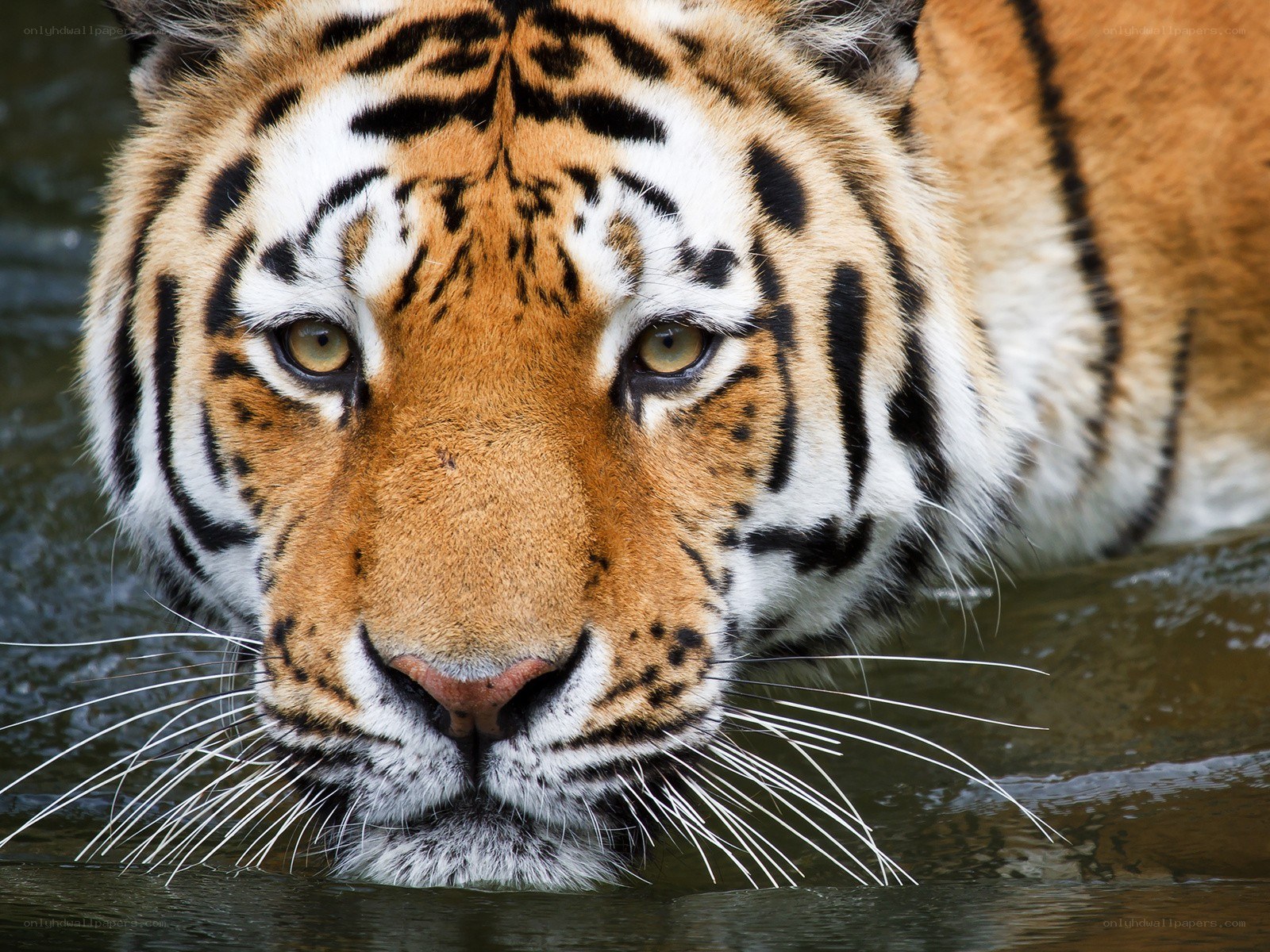 tiger in the water