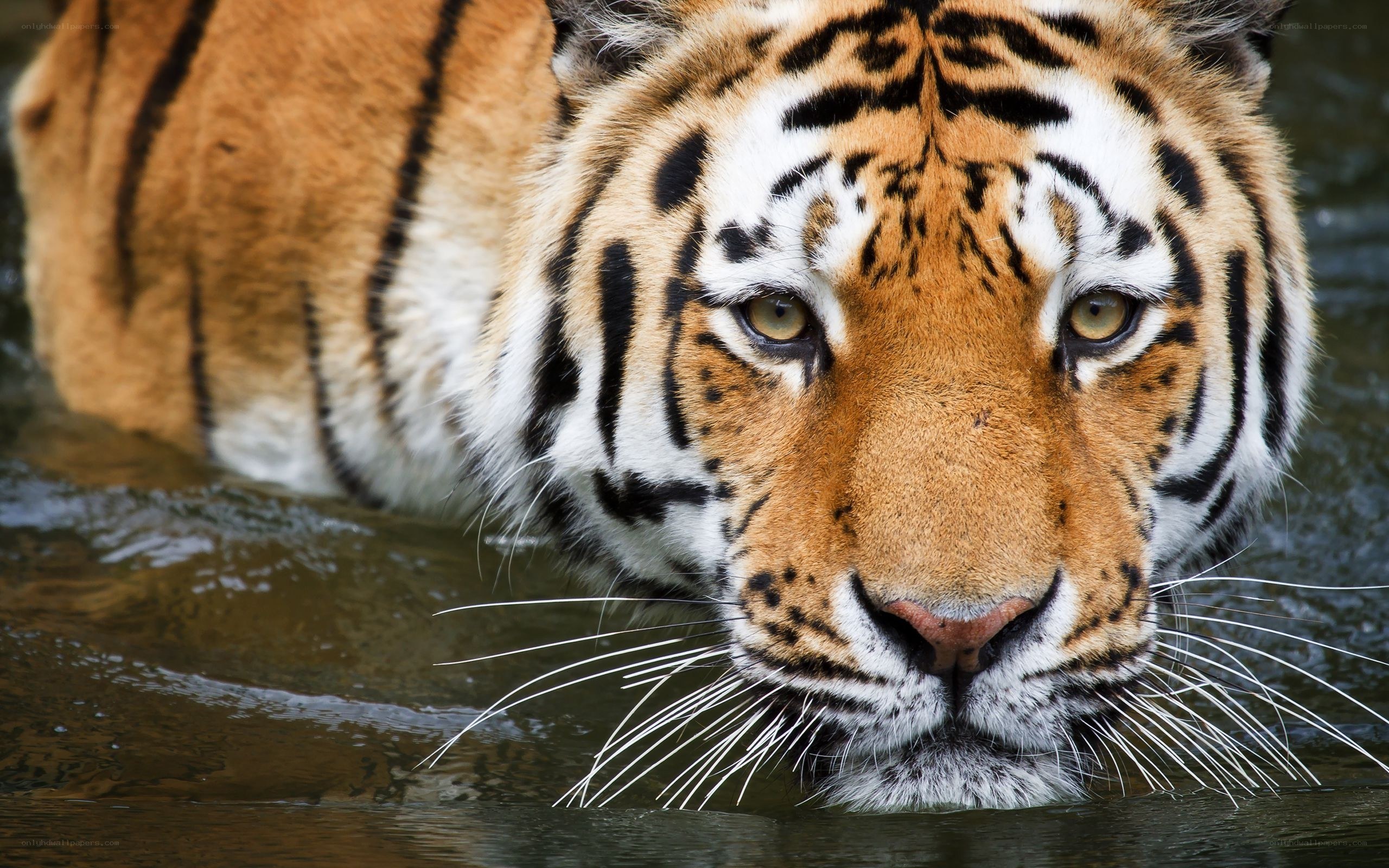tiger in the water