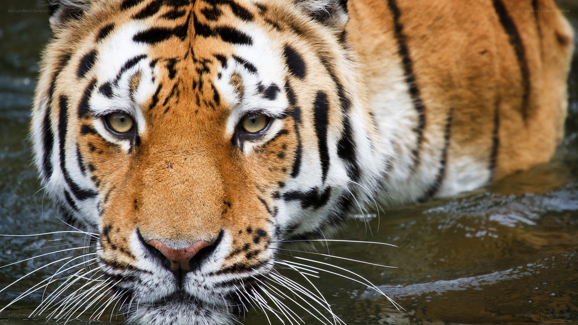 tiger in the water