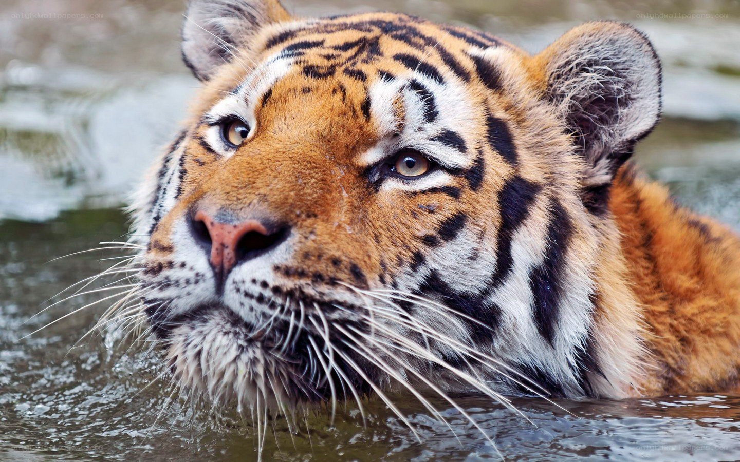 tiger in the water