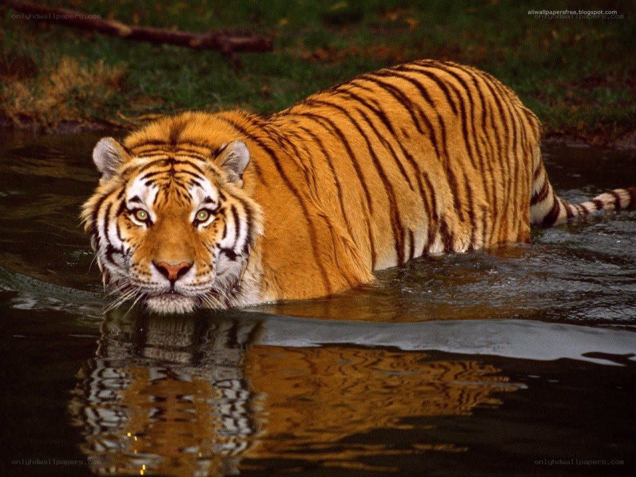 Tiger in the water