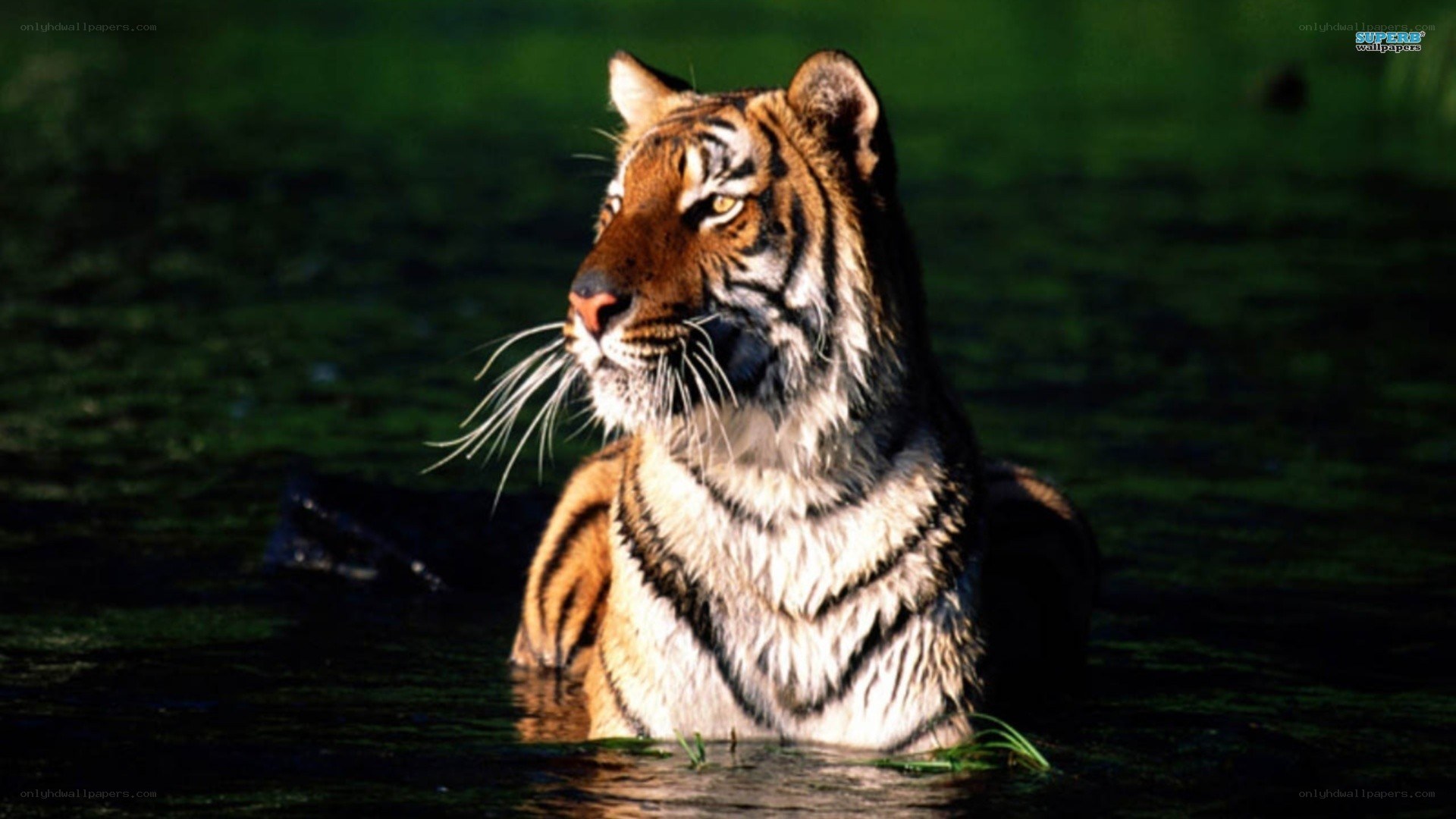 tiger in the water