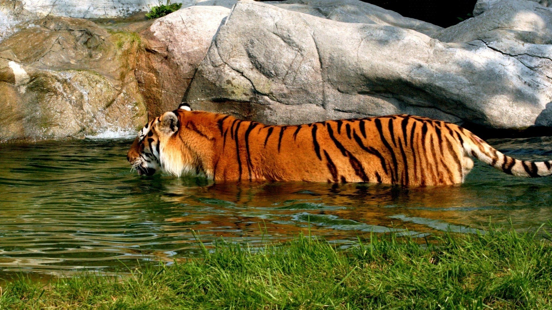 Tiger in the water