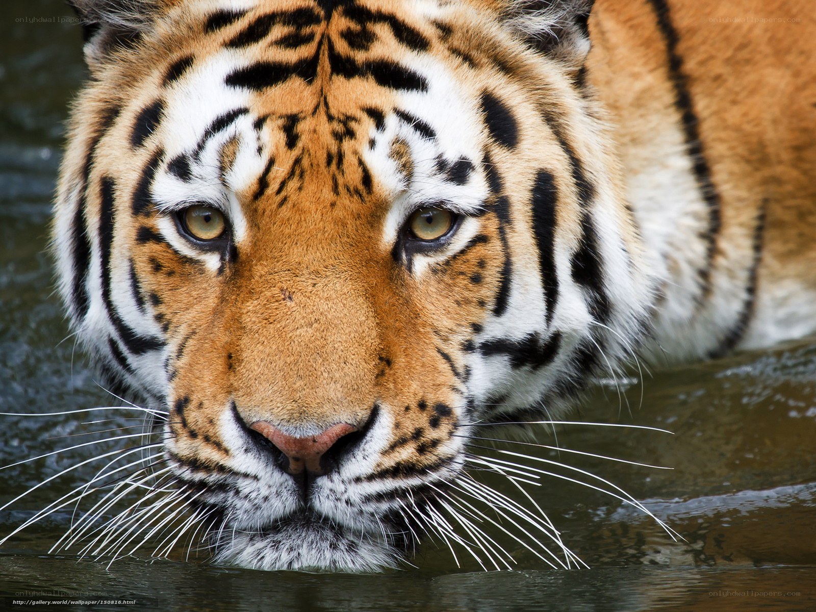tiger in the water