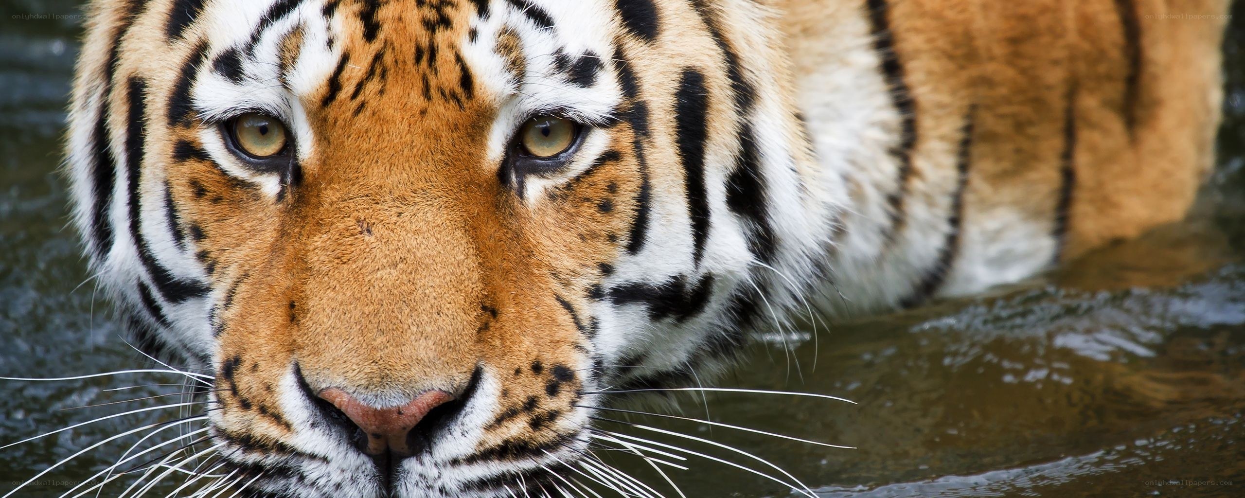 tiger in the water