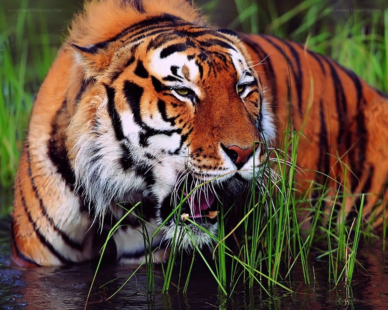 Tiger in the water